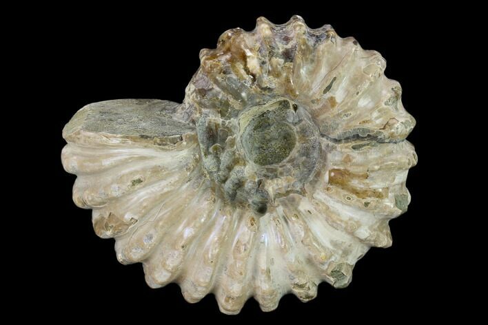 Bumpy Ammonite (Douvilleiceras) Fossil - Madagascar #134170